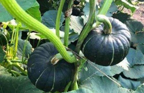 网红小鱼棠最新吃瓜,揭秘娱乐圈幕后真相  第1张